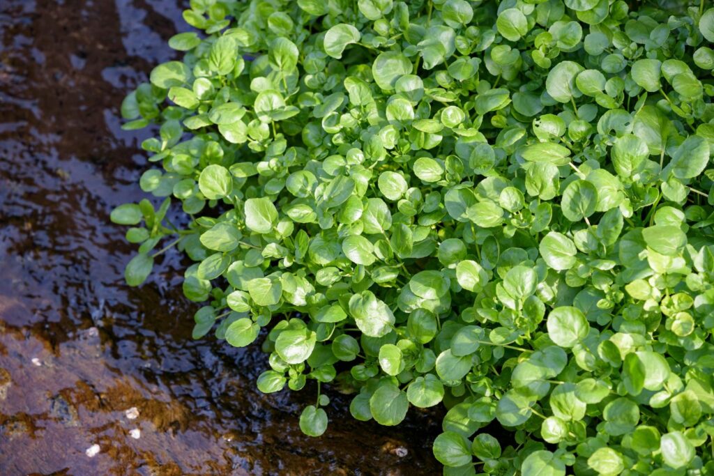 gesündeste Lebensmittel der Welt Brunnenkresse